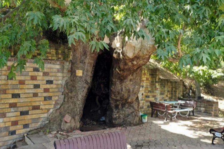 812 yaşındaki çınar ağacı betonlardan kurtarılacak
