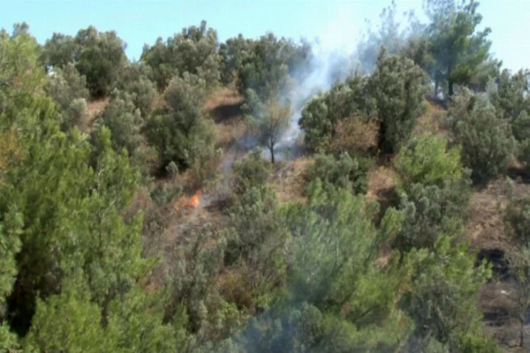 Bursa'da arıları tütsülerken ormanı yaktı!
