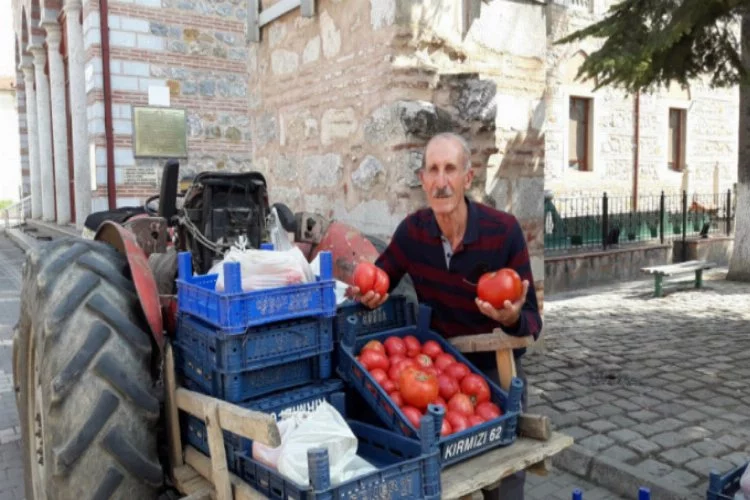 Bursa'da Osmanlı domatesi rekor kırdı