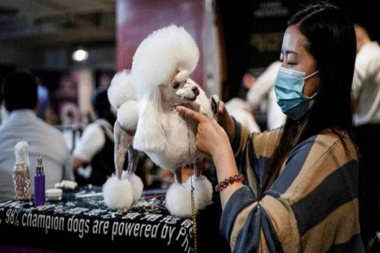 Virüsün başkentinde ''köpek güzellik yarışması'
