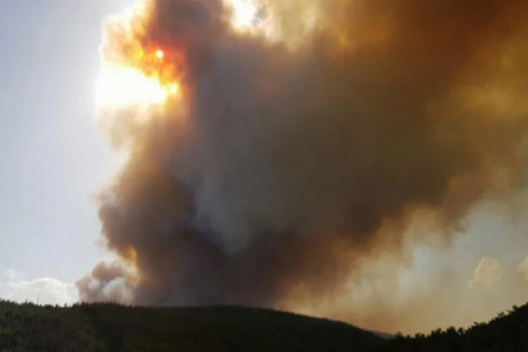 Manisa'da orman yangını