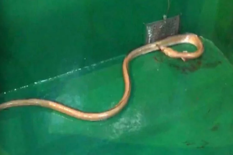 Çanakkale'de 'dikenli yılan balığı' ağlara takıldı