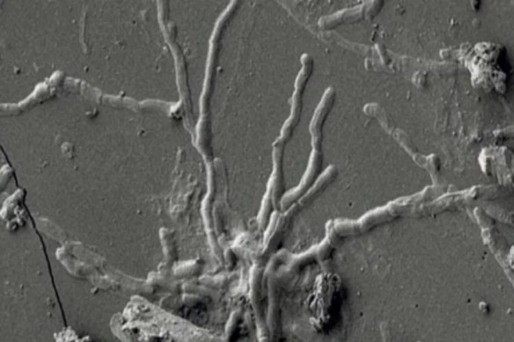 2 bin yıllık kafatasında sağlam beyin hücresi keşfedildi