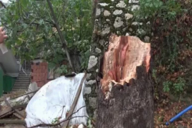 Bursa'da çınar ağacına yıldırım düşmesi kameraya yansıdı