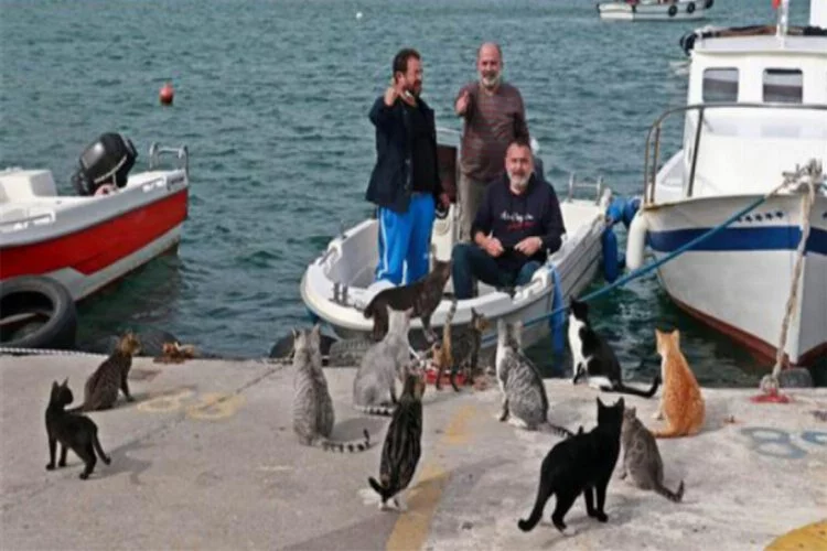 Balıkçılar, av dönüşü kıyıda bekleyen kedileri besledi