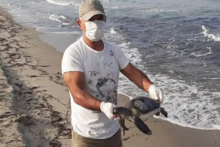 Kuşadası Körfezi'nde yeşil deniz kaplumbağası sahilde ölü bulundu