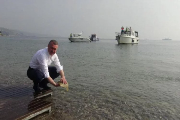 İzmit Körfezi'ne 5 bin balık bırakıldı