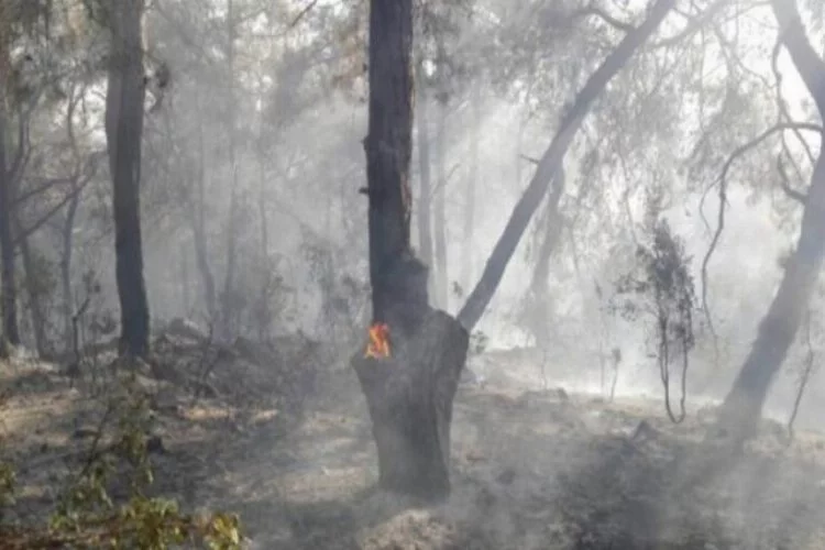 Antalya'da orman yangını korkuttu