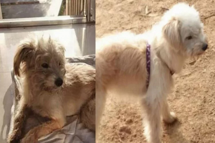 Kaybolan köpek, sahiplerine dönmek için 60 kilometre yürüdü
