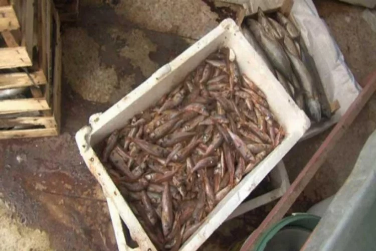 İstanbul'da 1 ton çürümüş balık bulundu