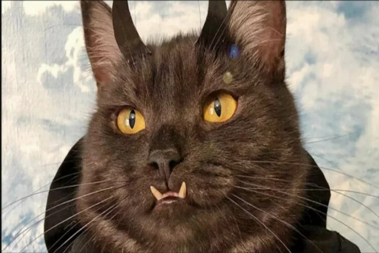 'Vampir kedi' köpek barınakları için para topluyor