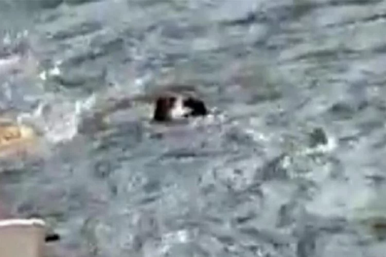Munzur Nehri'nde su samurları kameraya yansıdı