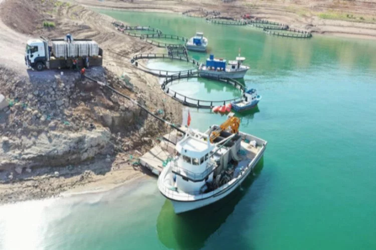 Kayseri'de Yamula Barajı'nda 1400 ton somon balığı üretildi
