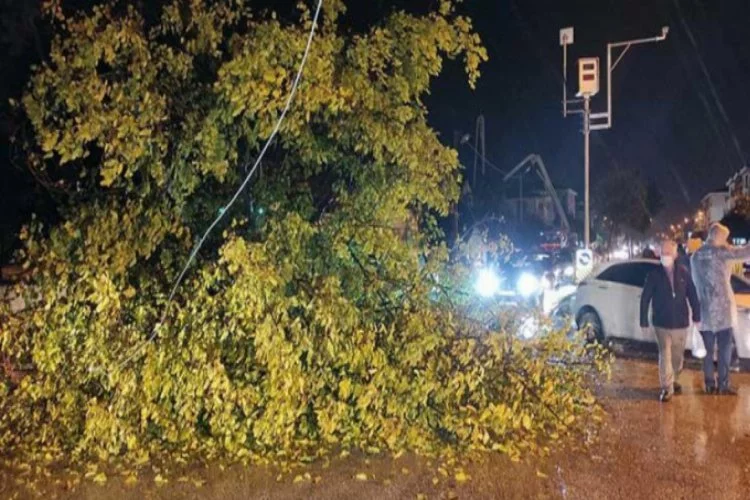 Ağaç yola devrildi, sürücü son anda kurtuldu