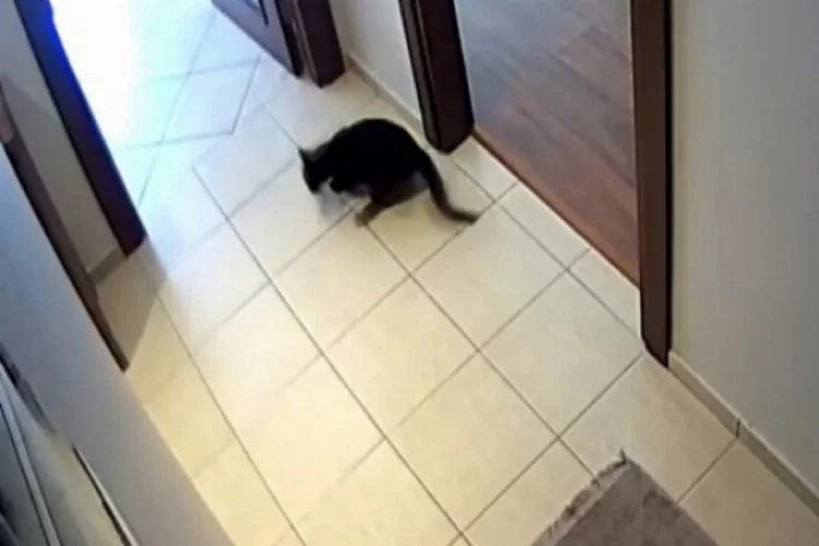 İzmir depreminde kedinin korku dolu anları! Kaçacak yer aradı