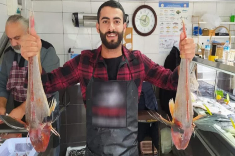 5'er kiloluk kırlangıç balıkları 500 lira