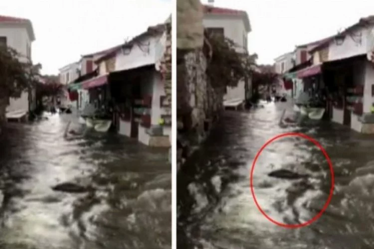 Tsunami videosu çekerken, suda sürüklenen kişinin babaannesi olduğunu fark etti