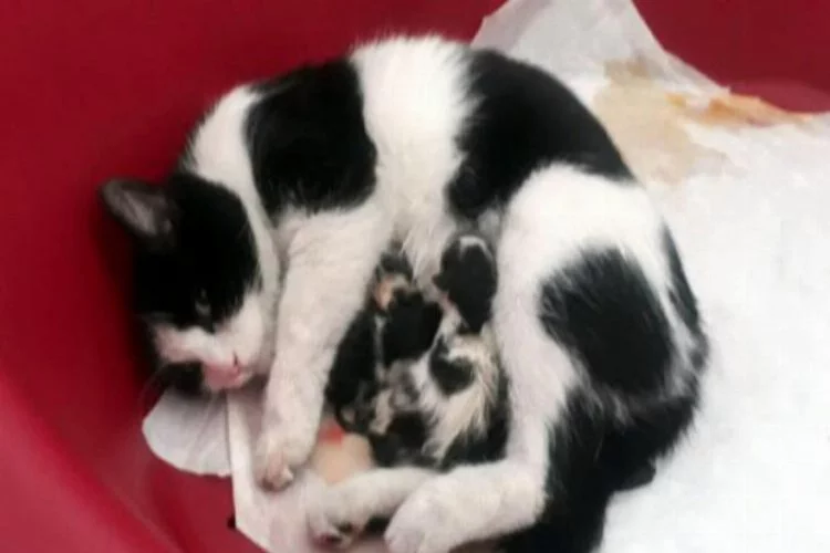 Hamile kedi doğum yapmak için hastaneye girdi!