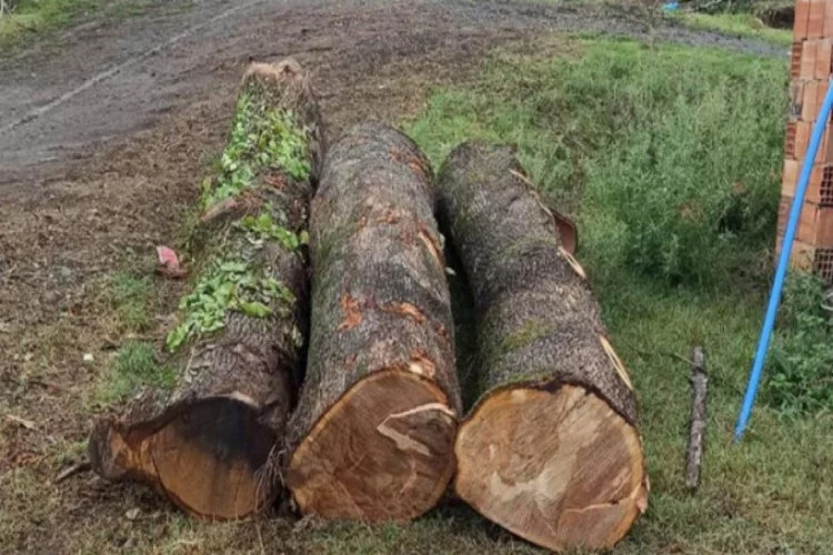 Ormandan kaçak odun kesen şahıs yakalandı