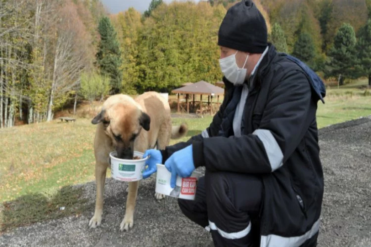 Bursa'da soğukta aç kalan hayvanlara Osmangazi şefkati