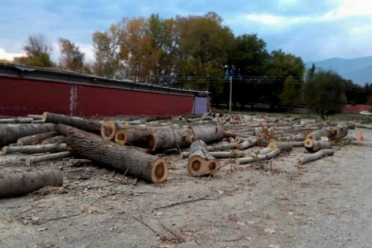 Belediye başkanı korona olunca, vekili ağaçları kesti!