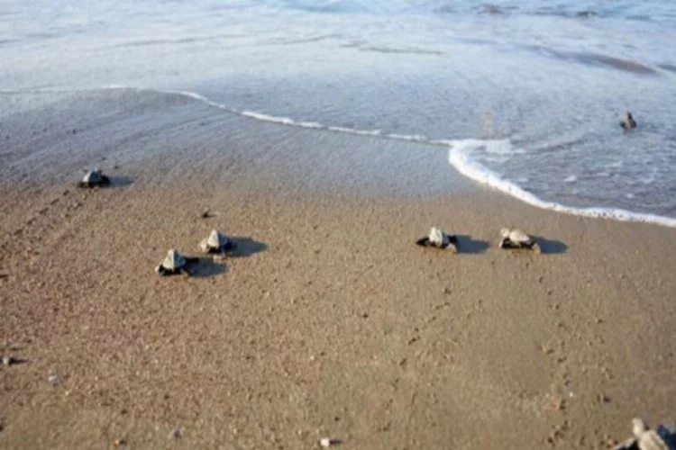 550 bin yavru deniz kaplumbağası denize kavuştu