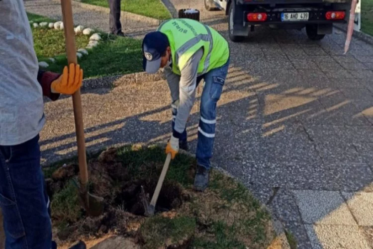 Bursa Mudanya Tekel Parkı'nda kuruyan ağaçlar yenilendi