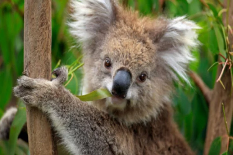 Avustralya, koalaları korumak için 18 milyon dolar harcayacak