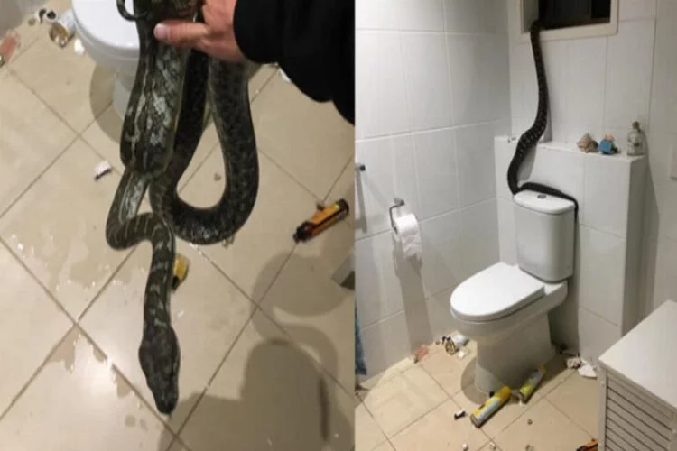 Avustralya'da banyoya giren dev piton korkuttu