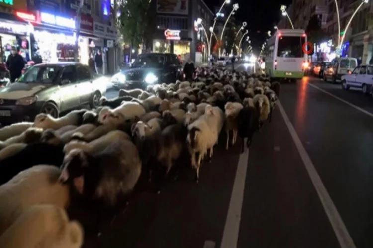 Trafik durdu, koyun sürücü geçti: İlginç görüntüler oluştu