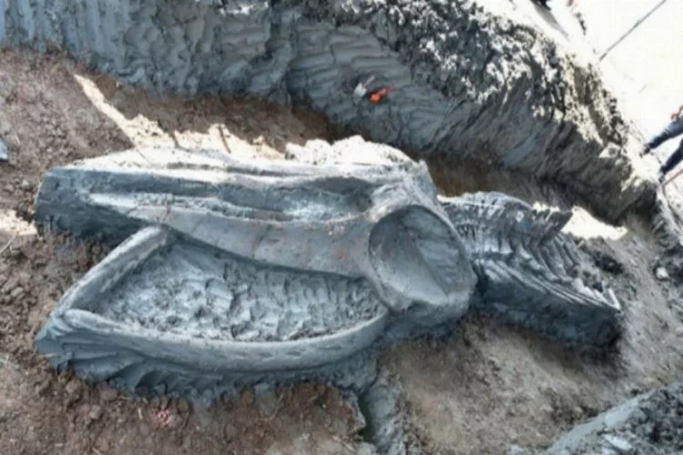 5 bin yıllık balina iskeleti bulundu!