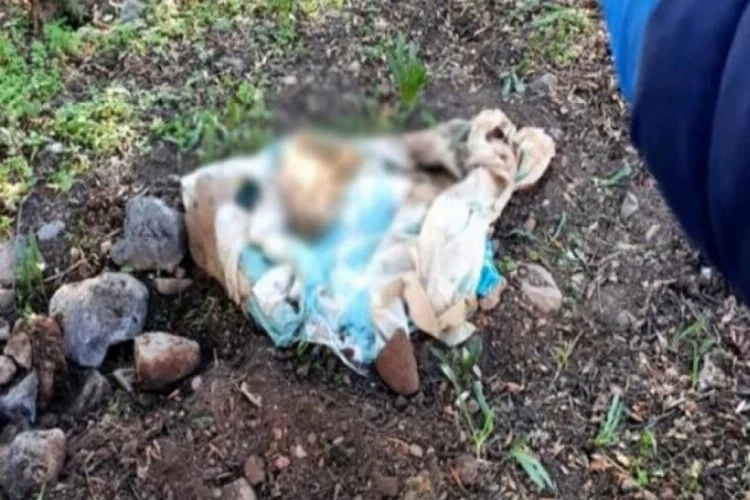 Bebek gömüldüğü sanılan mezarlıkta köpek cesedi bulundu