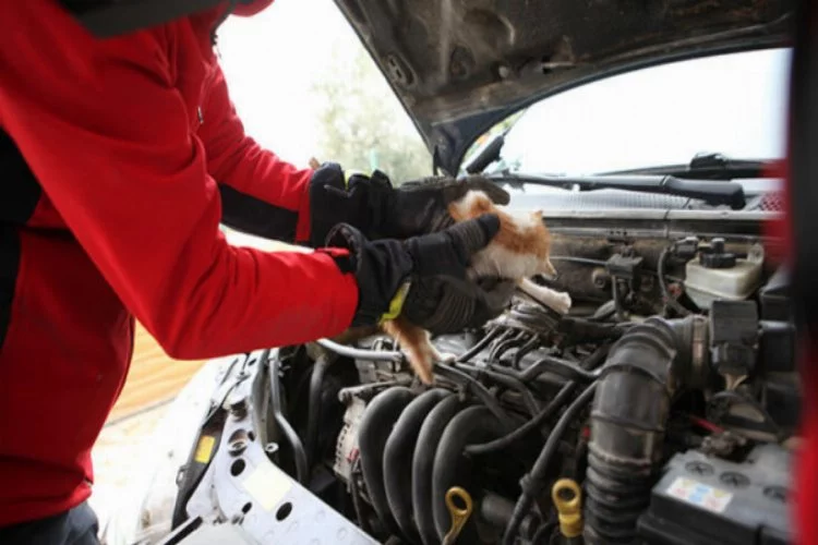 Araçların motoruna giren kedi, itfaiye ekiplerine zor anlar yaşattı