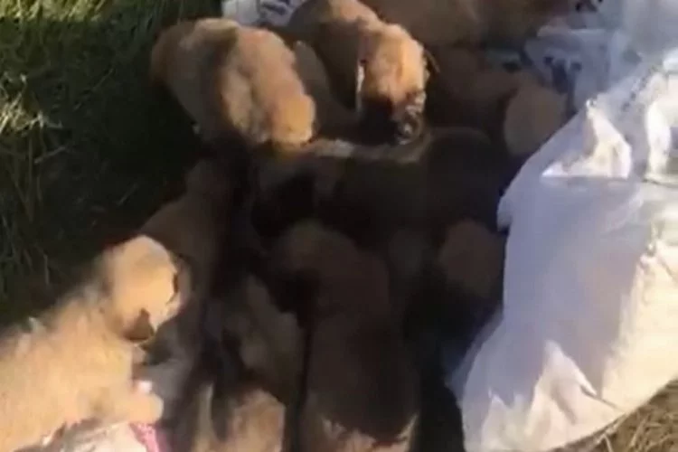 Bursa'da çuvalda ölüme terk edilen 12 yavru köpek kurtarıldı!