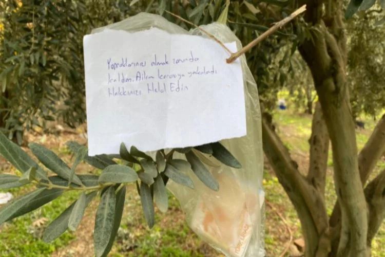 Bursa'da zeytin ağacındaki not ve para şok etti