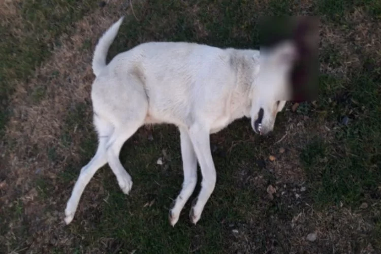 Bursa'da köpeği vuran avukat serbest bırakıldı