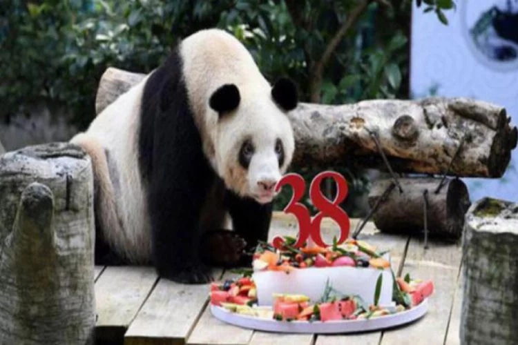 Dünyanın en yaşlı pandası "Şinşing" hayatını kaybetti