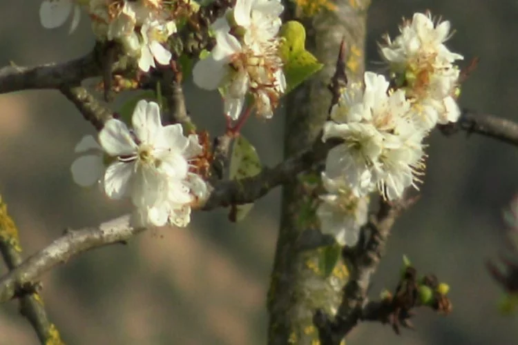 Bursa İznik'te erik ağaçları ikinci kez çiçeklendi