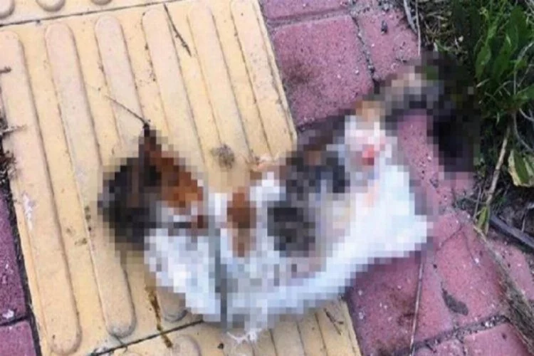 Bir kedi daha bacakları kesilerek öldürüldü