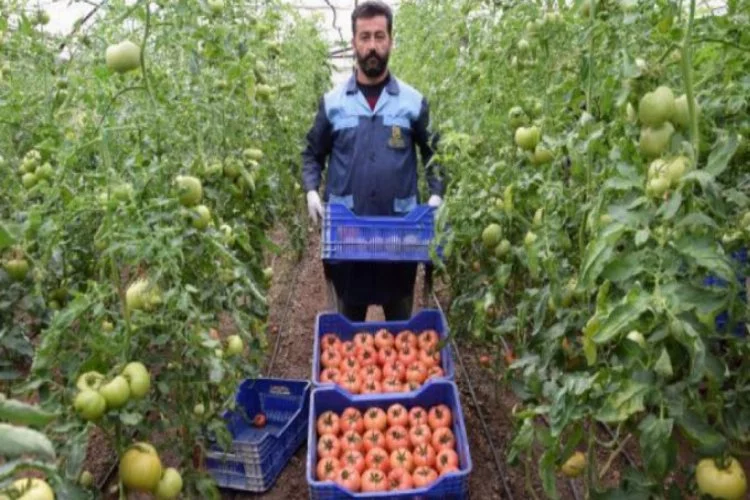 "Kışın üretilen domates zehir" iddiasına, üreticiden tepki!