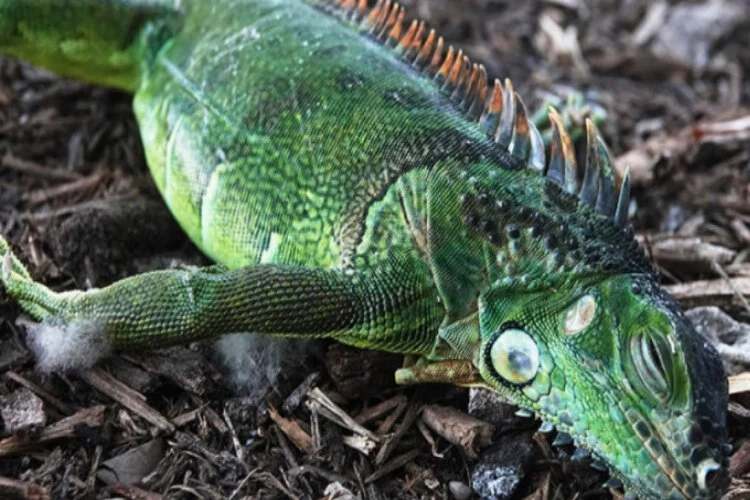 ABD'de "iguana yağışı uyarısı" yapıldı