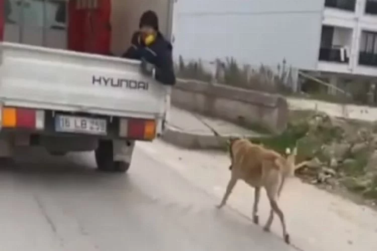 Bursa'da köpeği kamyonetin arkasında sürükledi