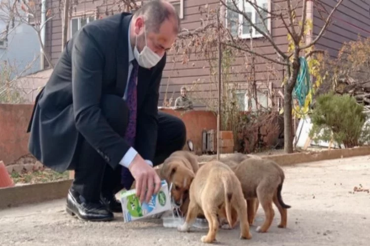 Bursa'da Orhaneli Belediye Başkanı Aykurt kısıtlamada sokak köpeklerini sütle besledi