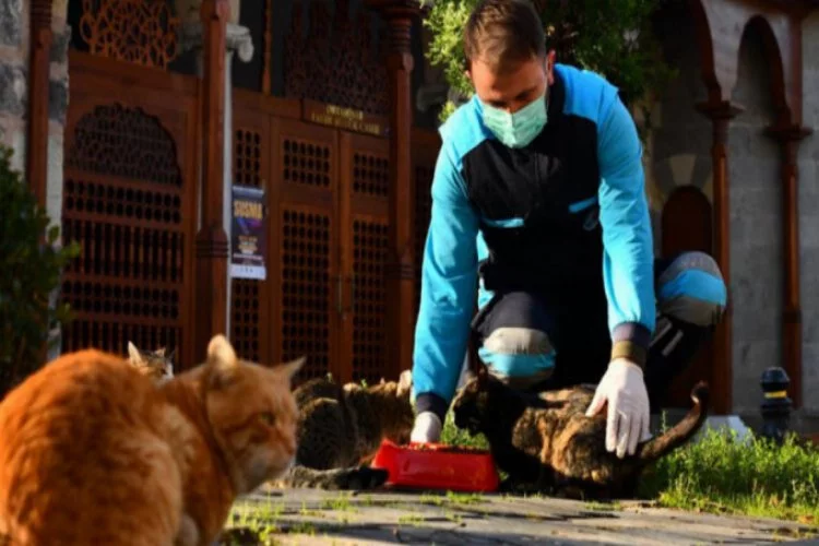 Trabzon'da sokak hayvanlarını, belediye ekipleri tarafından beslendi