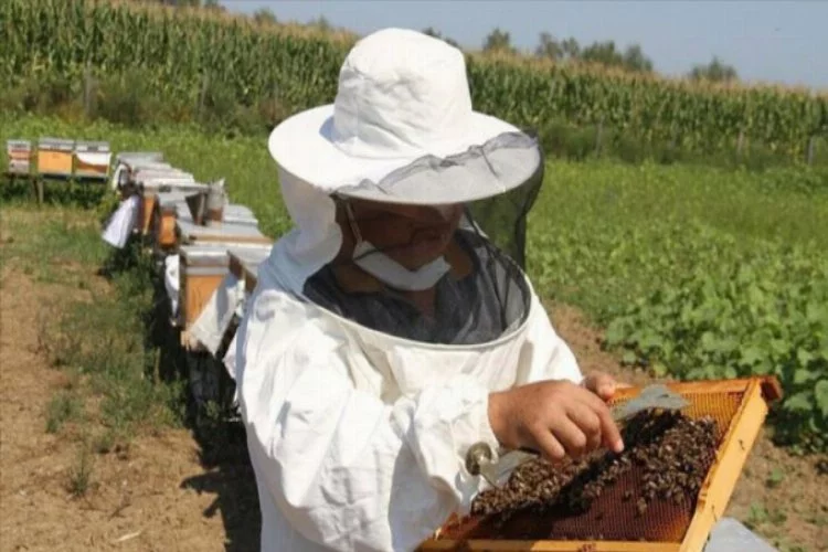 Ana arı üreticilerine destekleme ödemesi yapılacak