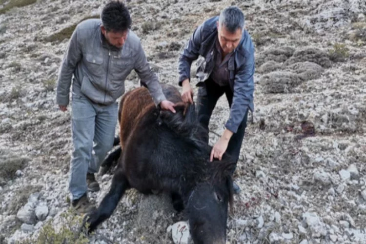 Amasya'da iki yılkı atı silahla vurulmuş halde bulundu