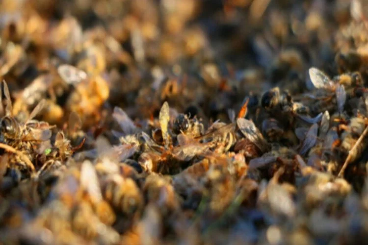 Binlerce arı telef oldu!  Bal fiyatları artabilir