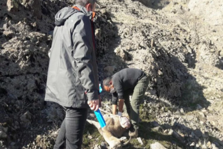 Tunceli'de 8 yaban keçisi telef olmuş halde bulundu
