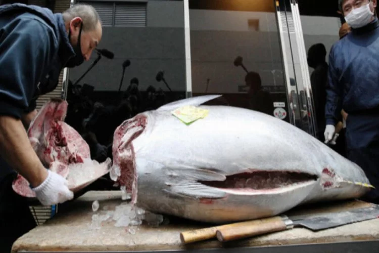 Tokyo'da orkinos balığı 202 bin dolara satıldı