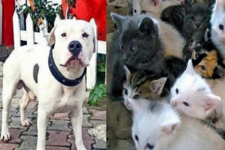 Kedi ve köpek fotoğraflarıyla on binlerce liralık dolandırıcılık!